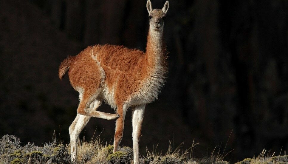 Comunicado del CCT CONICET CENPAT respecto a la problemática del guanaco