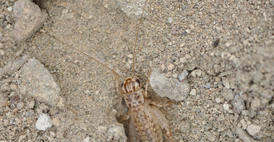 Descubren una nueva especie de grillo en la comarca VIRCh-Valdés