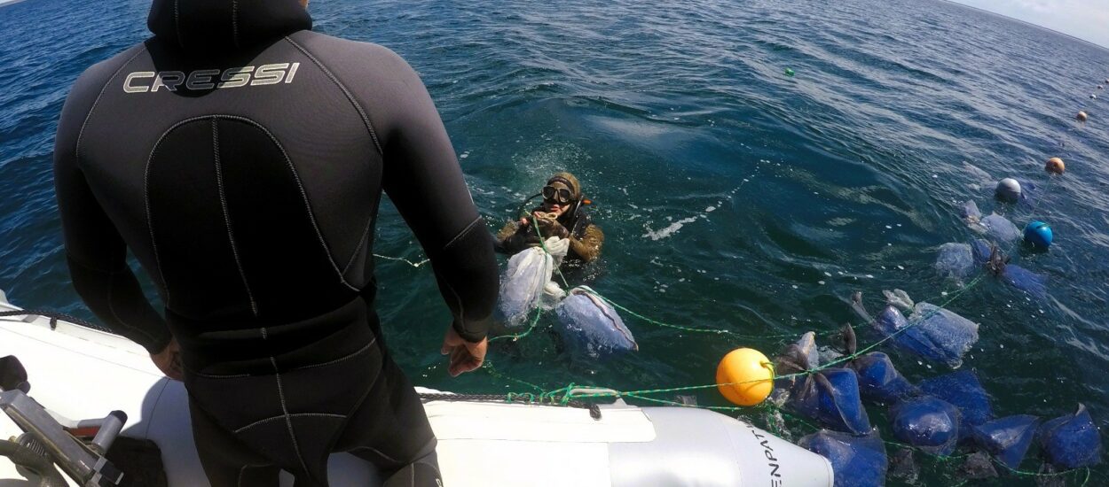 Pesca: Se dio inicio al primer proyecto de investigación sobre captación y repoblamiento de Vieira Tehuelche en el Golfo San José