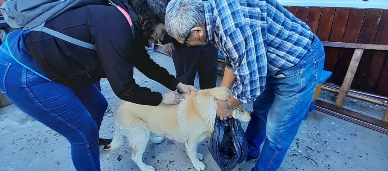 Chubut aplicó más de 18.000 vacunas antirrábicas de uso veterinario durante 2024